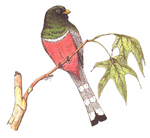 Trogon Illustration