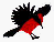 Vermilion Flycatcher Image